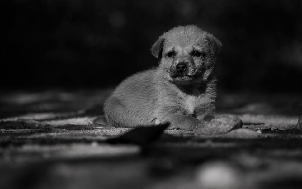 Adorable Lonely Puppy wallpaper,puppy HD wallpaper,adorable puppy HD wallpaper,2880x1800 wallpaper