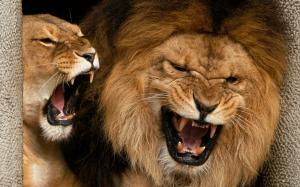 Angry Lions wallpaper thumb