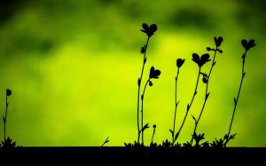 Plants leaves macro, black silhouettes, green background wallpaper thumb