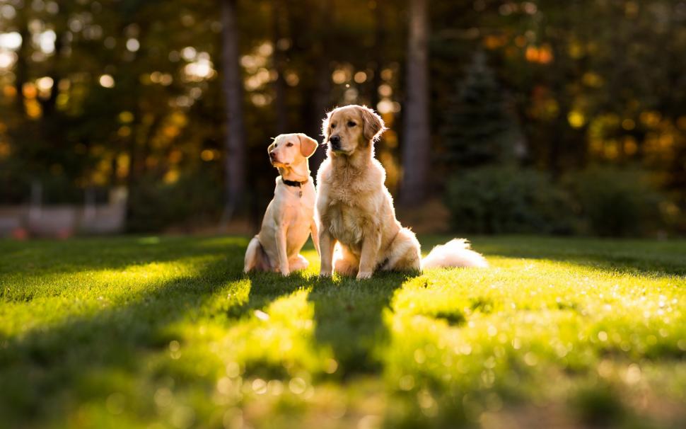 Two dogs in the sun on the grass wallpaper,Two HD wallpaper,Dog HD wallpaper,Sun HD wallpaper,Grass HD wallpaper,2560x1600 wallpaper