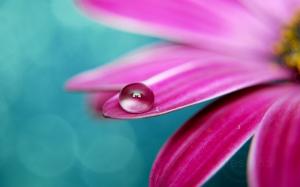 Drops of water on pink petals wallpaper thumb