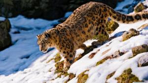 Snow Leopard Background Pictures wallpaper thumb