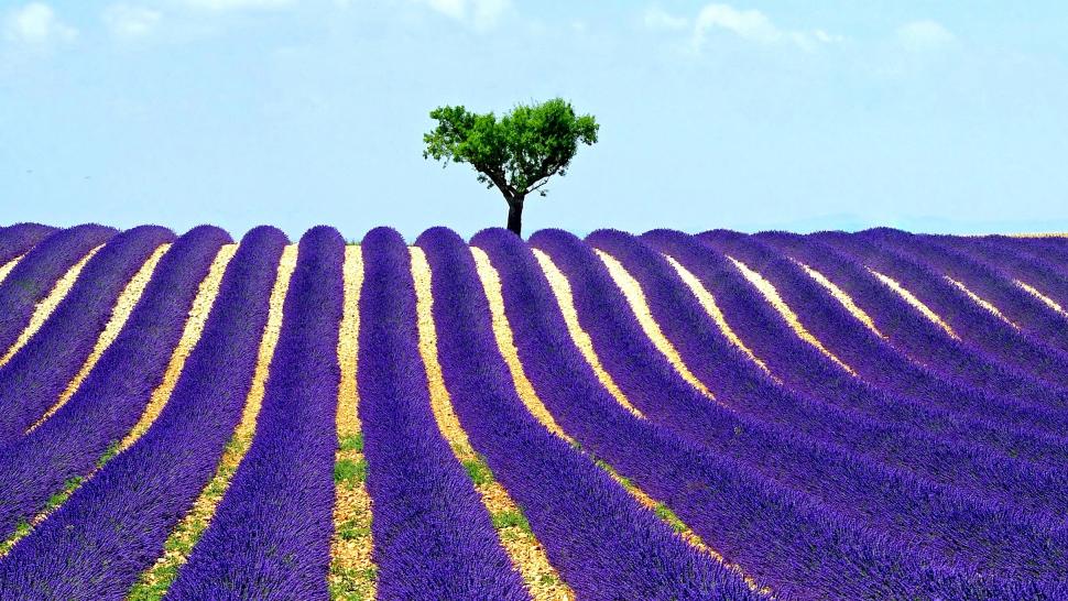 Tree, field, lavender wallpaper,tree HD wallpaper,field HD wallpaper,lavender HD wallpaper,the sky HD wallpaper,2425x1365 wallpaper
