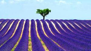 Tree, field, lavender wallpaper thumb