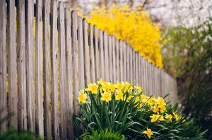 Fence flowers wallpaper thumb