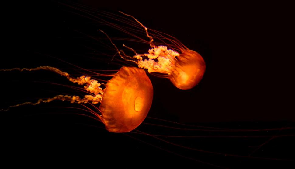 Jellyfish Underwater Ocean Sea Bokeh Jelly High Resolution Pictures wallpaper,fishes wallpaper,bokeh wallpaper,high wallpaper,jelly wallpaper,jellyfish wallpaper,ocean wallpaper,pictures wallpaper,resolution wallpaper,underwater wallpaper,1919x1098 wallpaper