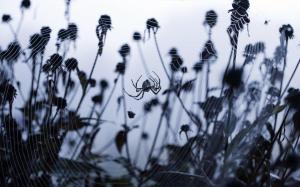Creepy Insects Plants Monochrome Spiders Spider Webs High Resolution Pictures wallpaper thumb