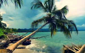 Palm Tree Tree Tropical Beach Ocean HD wallpaper thumb