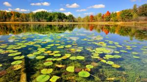 Lake, Lotus Leaf, Landscape, Trees, Clouds, Reflection, Nature wallpaper thumb