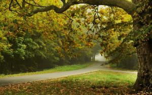 Autumn, trees, park, road, leaves wallpaper thumb
