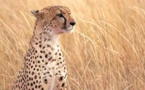 Cheetah in the grass wallpaper thumb
