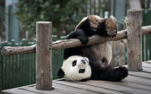 Panda bear playing wallpaper thumb
