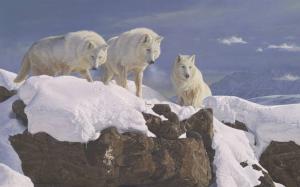 arctic alliance 3 wolves rock sky snow white HD wallpaper thumb