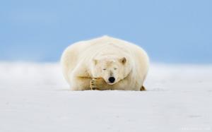 Polar Bear in Sleep wallpaper thumb
