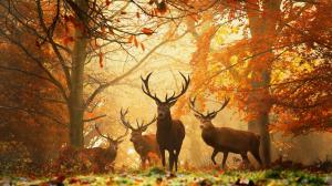 Forest Stags wallpaper thumb