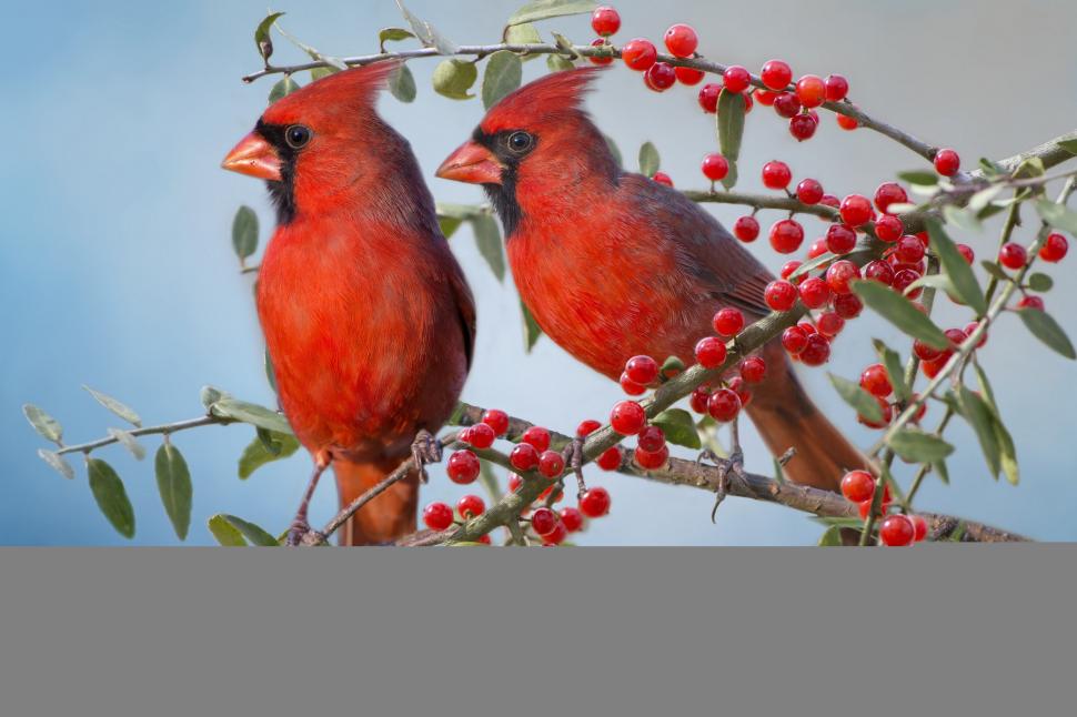 The red cardinal wallpaper,branches HD wallpaper,couple HD wallpaper,bird HD wallpaper,berries HD wallpaper,The red cardinal HD wallpaper,cardinals HD wallpaper,2048x1365 wallpaper