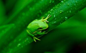Frog Green Water Drops Macro HD wallpaper thumb