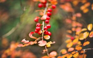 Red berries, yellow leaves, autumn, bokeh wallpaper thumb