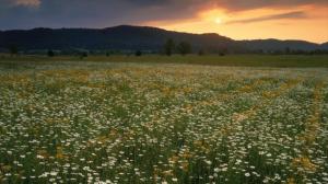 Wildflowers in the sunset wallpaper thumb