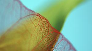 Leaf Macro Blur HD wallpaper thumb