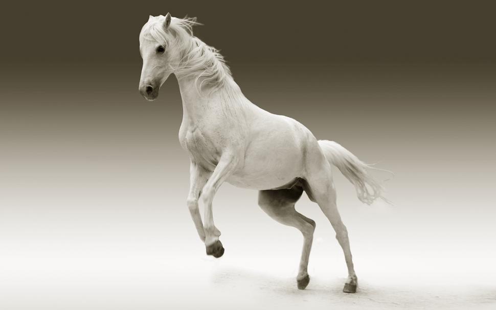Horse, white horse, animal, mane, wildlife, mammal wallpaper,horse HD wallpaper,white horse HD wallpaper,mammal HD wallpaper,mane HD wallpaper,wildlife HD wallpaper,2880x1800 wallpaper