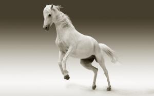 horse, white horse, animal, mane, wildlife, mammal wallpaper thumb