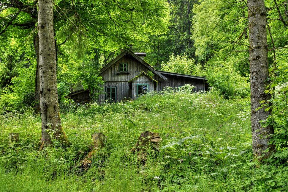 House in forest wallpaper,forest HD wallpaper,trees HD wallpaper,grass HD wallpaper,house HD wallpaper,hut HD wallpaper,old HD wallpaper,wooden HD wallpaper,3850x2563 wallpaper
