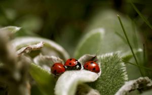 Ladybug, Plant, Macro, Photography wallpaper thumb