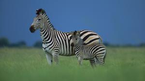 Zebra, Animal, Horse, Black And White, Grass wallpaper thumb