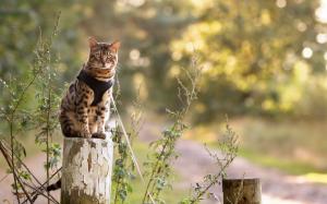 Cat sit on stump wallpaper thumb