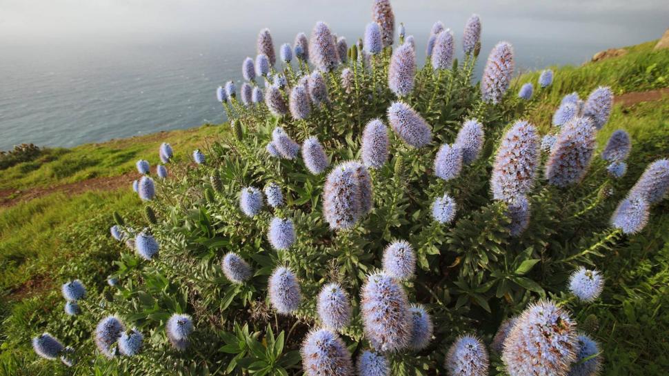 Blooming Pride Of Madeira Isl Portugal wallpaper,island HD wallpaper,flower HD wallpaper,coast HD wallpaper,nature & landscapes HD wallpaper,1920x1080 wallpaper