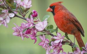 Red cardinal bird, Apple tree, flowers blossom, spring wallpaper thumb