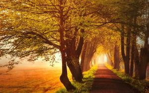 Autumn, road, trees, leaves, yellow, sun rays wallpaper thumb