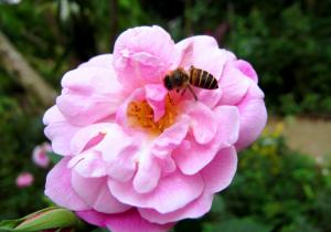Rose Bee wallpaper thumb