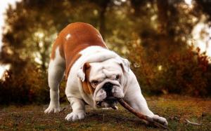 Bulldog playing with the stick wallpaper thumb
