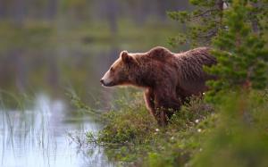 Brown bear, water, lakeside, grass wallpaper thumb