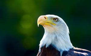 Eagle head close-up, white feathers wallpaper thumb