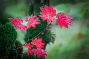 Bokeh Branch Leaves Red Autumn Background For Desktop wallpaper thumb