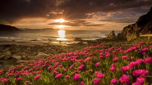Flowers Beach Sunset Sunlight Rocks Stones Ocean HD wallpaper thumb