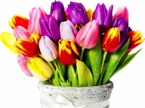 Tulips With Different Colors wallpaper thumb