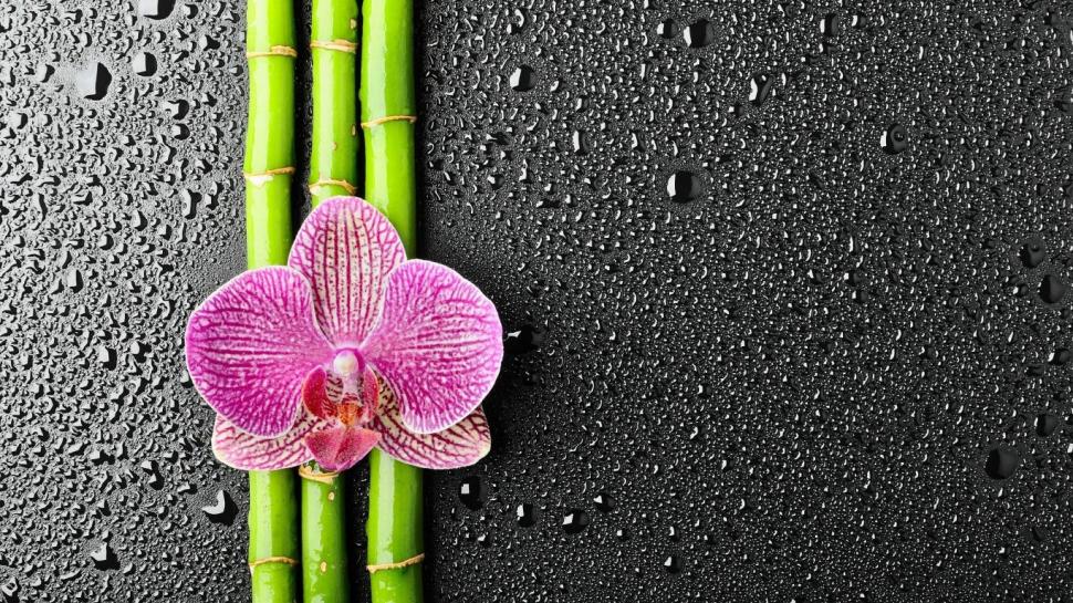 Bamboo flowers wallpaper wallpaper,bamboo wallpaper,flowers wallpaper,1366x768 wallpaper
