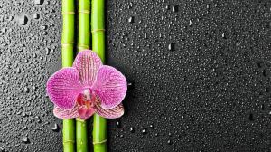 bamboo flowers wallpaper wallpaper thumb