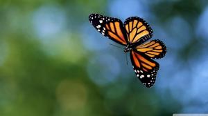 flying butterfly animal fly insect life HD wallpaper thumb