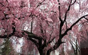 Cherry Blossom Flowers Pink Branches HD wallpaper thumb