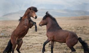 Horses fight game wallpaper thumb