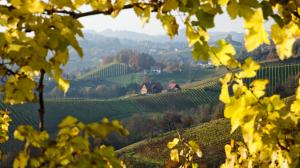 Vineyard, Field, Leaves, Cottages, Landscape, Nature wallpaper thumb