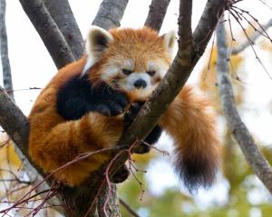 Red panda on tree wallpaper thumb