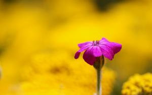Purple flower, yellow background, blur wallpaper thumb