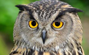 Animal owl bird wallpaper thumb