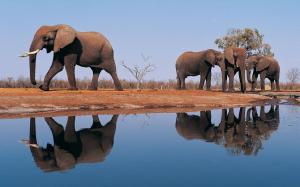 Gathering Of African Elephants wallpaper thumb